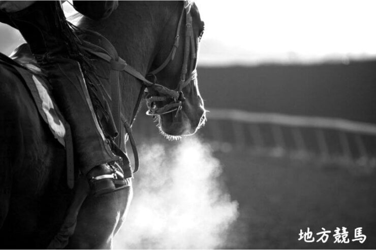 地方競馬の戦績